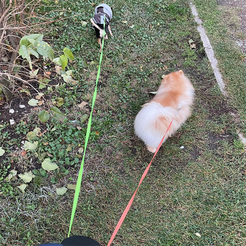 TwinGlow 360 Double Leash™
